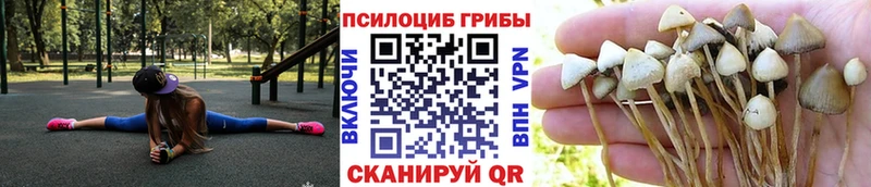 купить наркоту  Темрюк  Галлюциногенные грибы MAGIC MUSHROOMS 